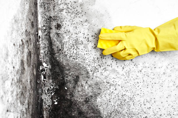 Best Attic Mold Remediation in Eunice, LA