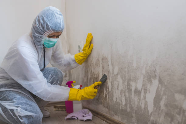Best Commercial Mold Remediation in Eunice, LA
