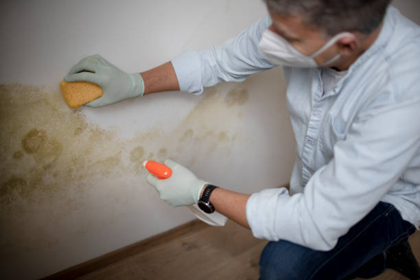 Best DIY Mold Remediation Support Services in Eunice, LA