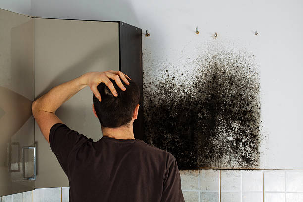 Best DIY Mold Remediation Support Services in Eunice, LA