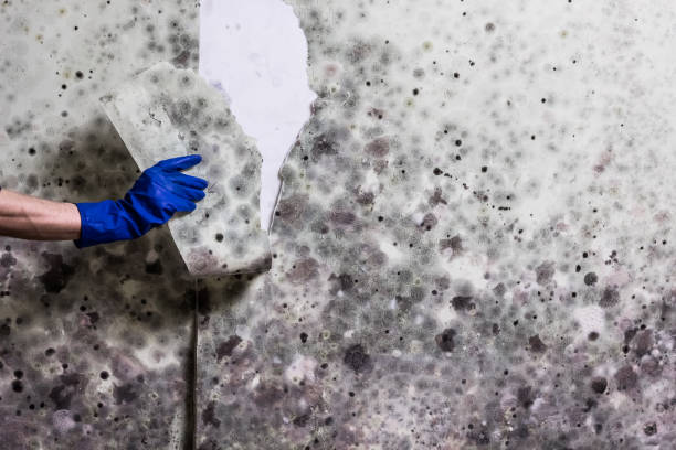 Eunice, LA Mold Remediation Company