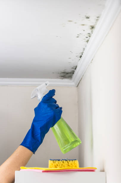 Best Bathroom Mold Remediation in Eunice, LA