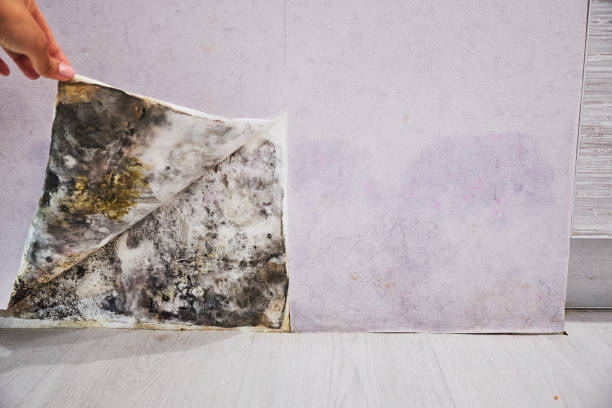 Best Residential Mold Remediation in Eunice, LA